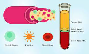 plasma plasma